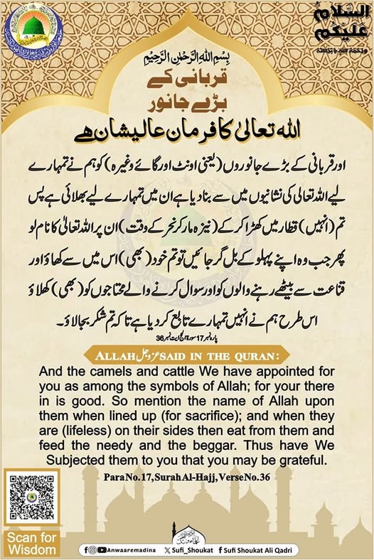 قربانی کے بڑے جانور