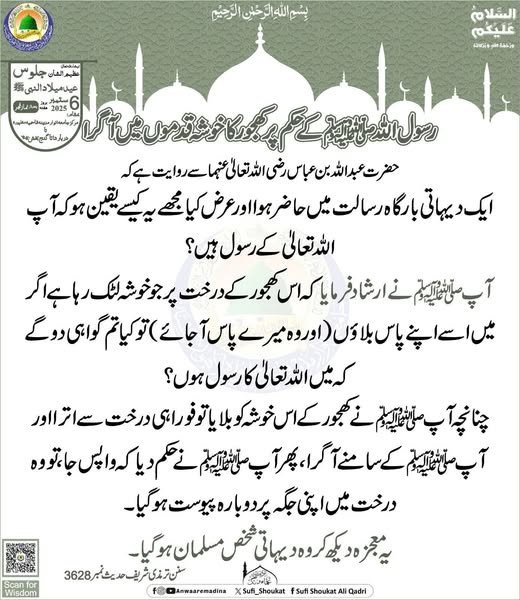  کھجور کا خوشہ قدموں میں