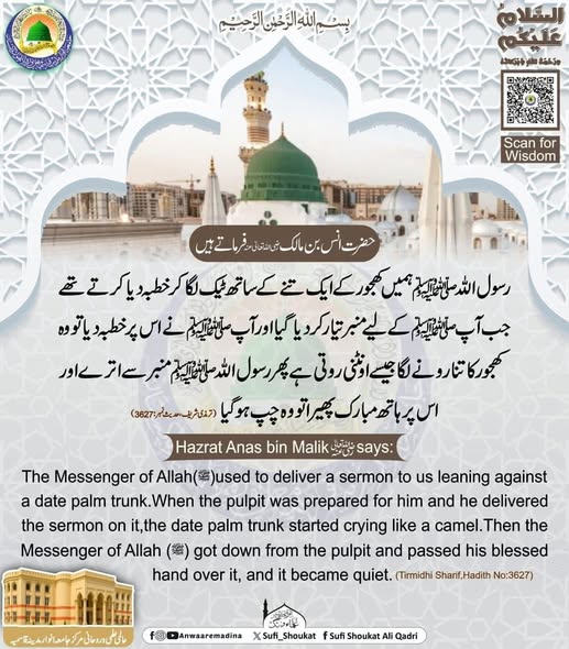  کھجور کا تنا